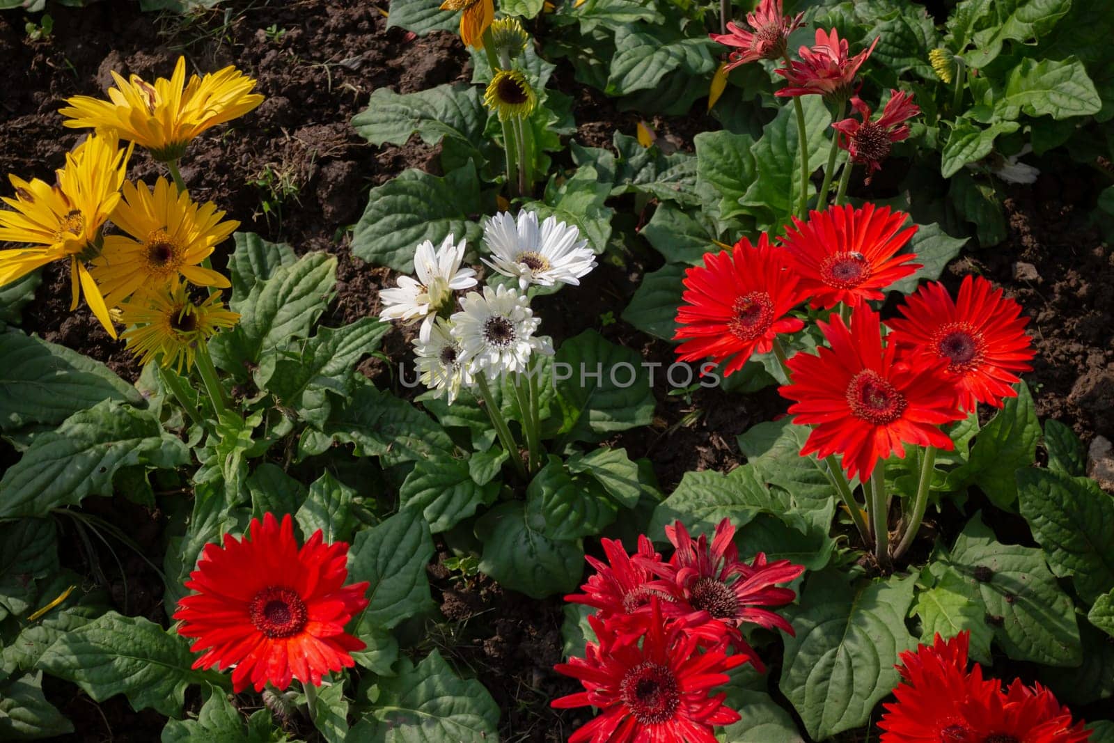 Thai agricultural produce to be exhibited at the fair, stock photo