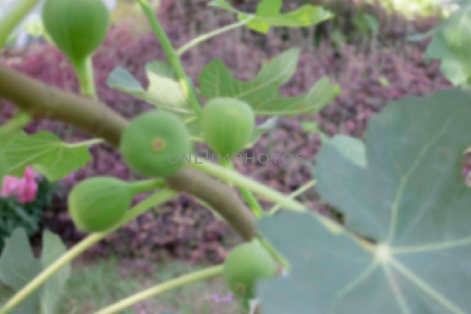 Thai agricultural produce to be exhibited at the fair, stock photo