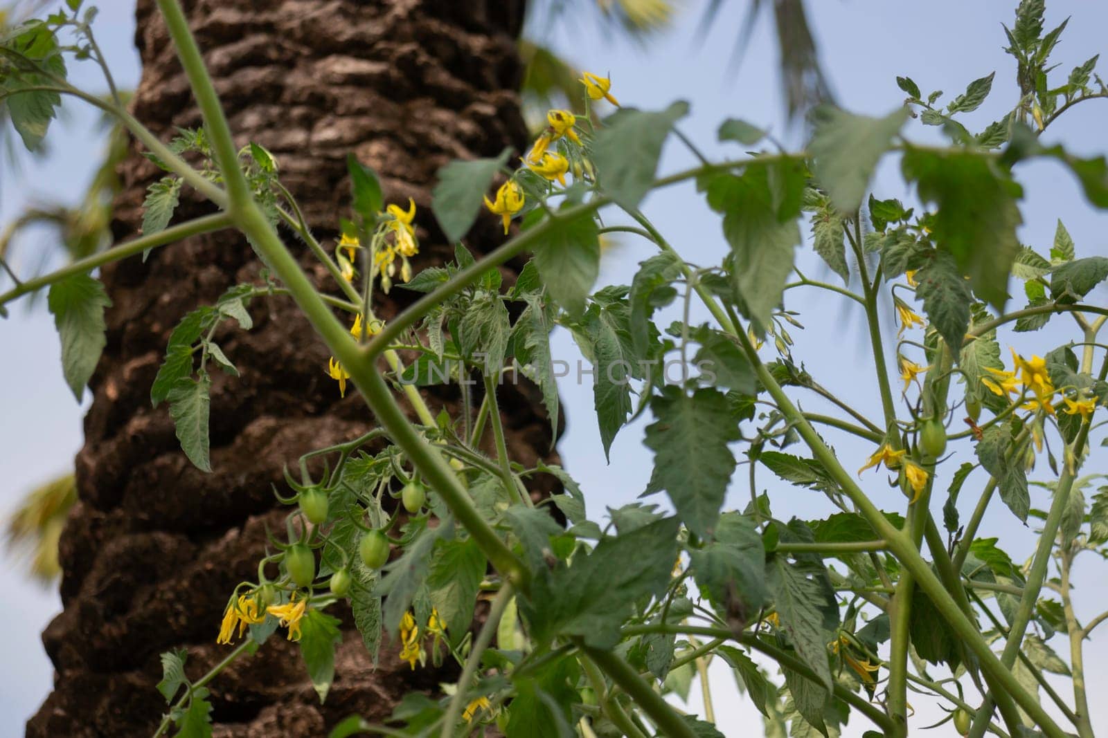 Thai agricultural produce to be exhibited at the fair, stock photo