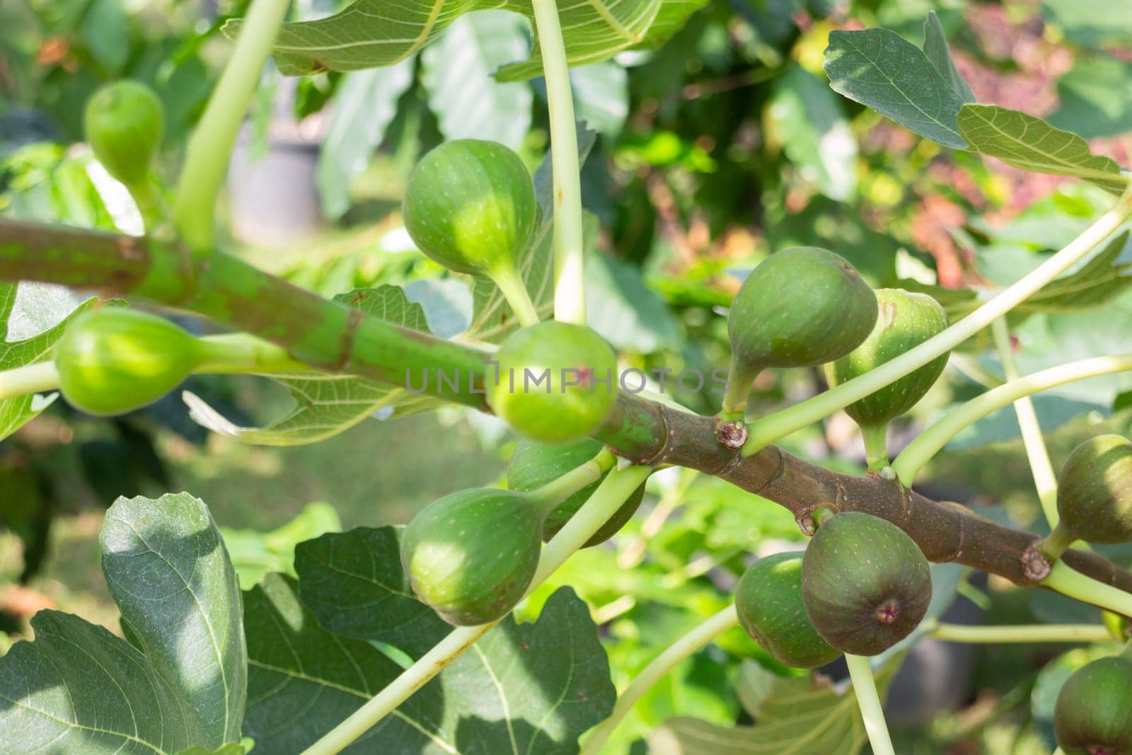 Thai agricultural produce to be exhibited at the fair, stock photo
