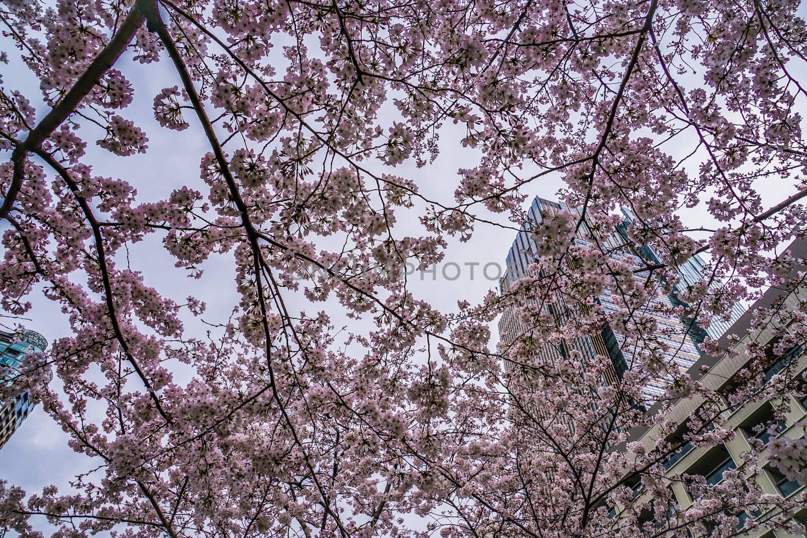 Sky and of Roppongi full bloom cherry cloudy. Shooting Location: Tokyo metropolitan area