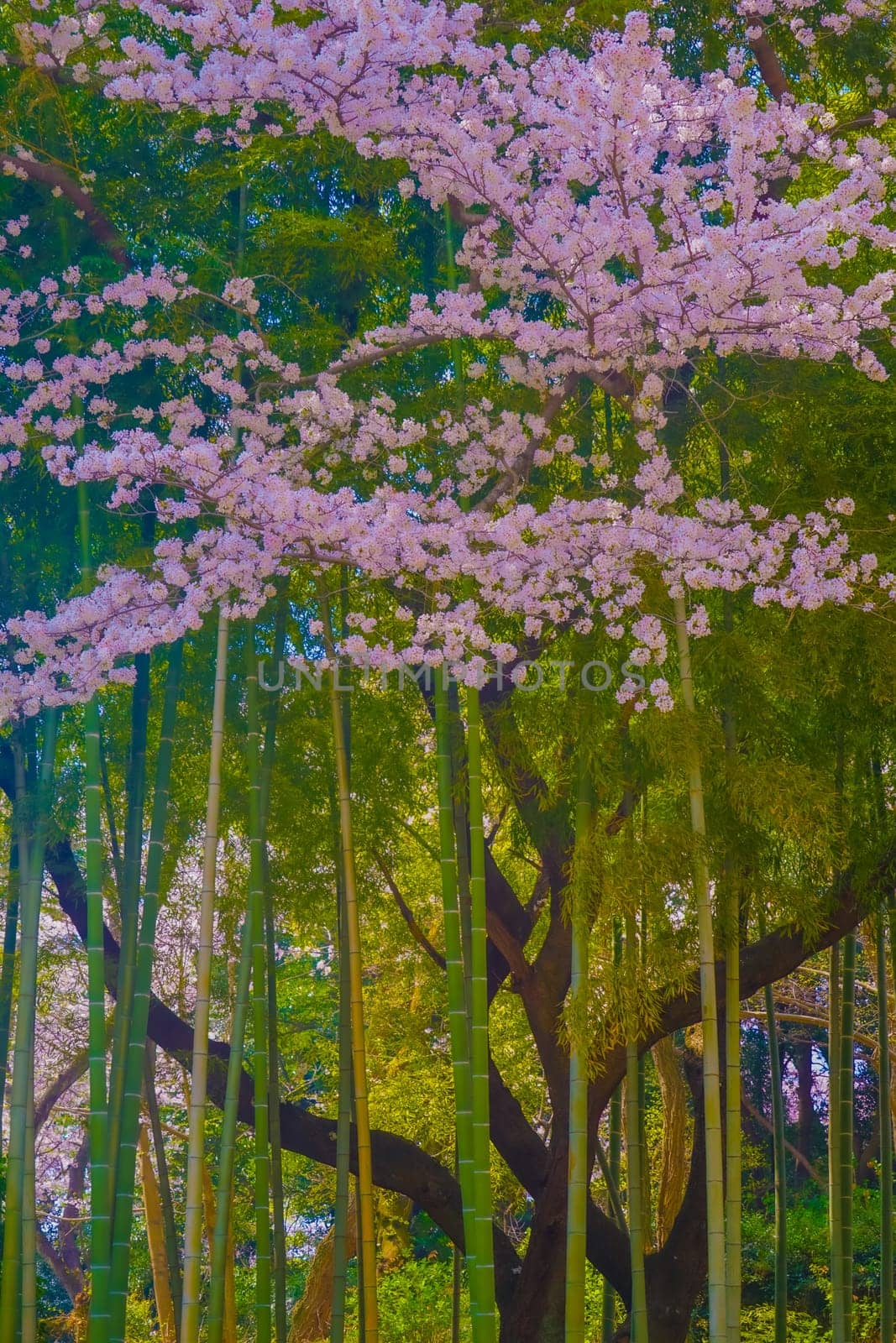 Bamboo forest and cherry blossoms. Shooting Location: Chofu City, Tokyo