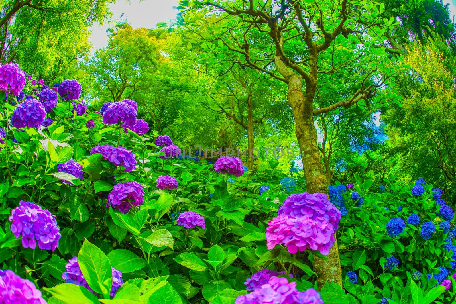 Hydrangea image in June. Shooting Location: Kamakura City, Kanagawa Prefecture