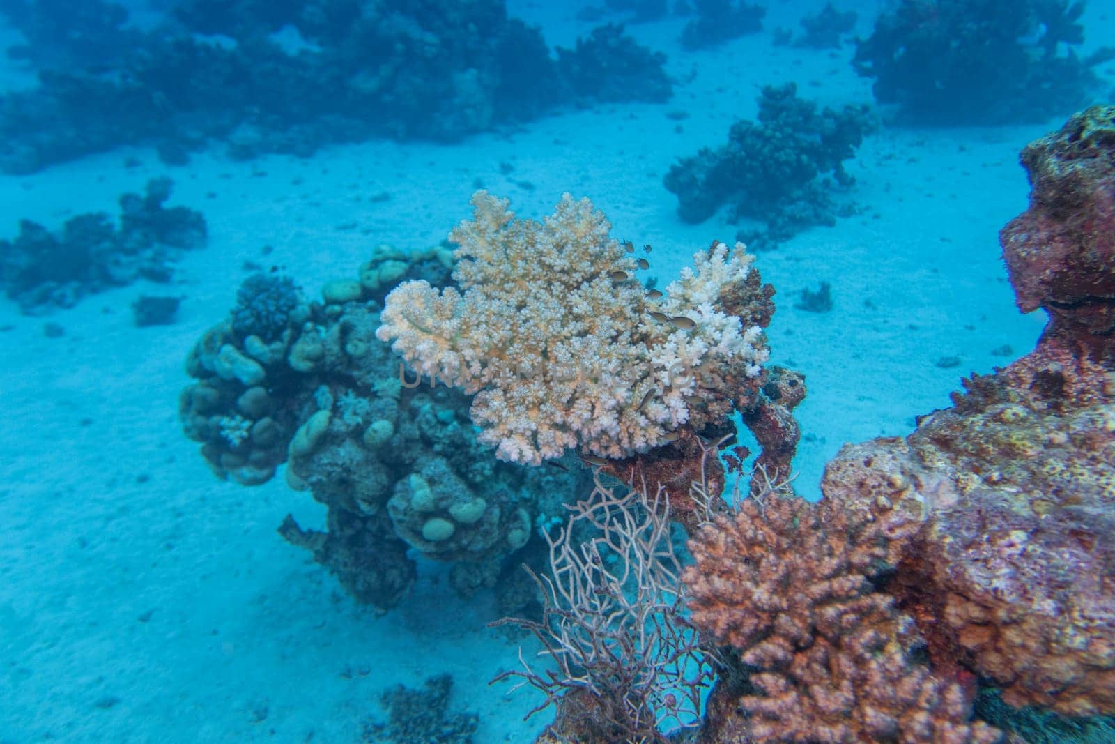 Colorful, picturesque coral reef at the bottom of tropical sea, hard corals, underwater landscape