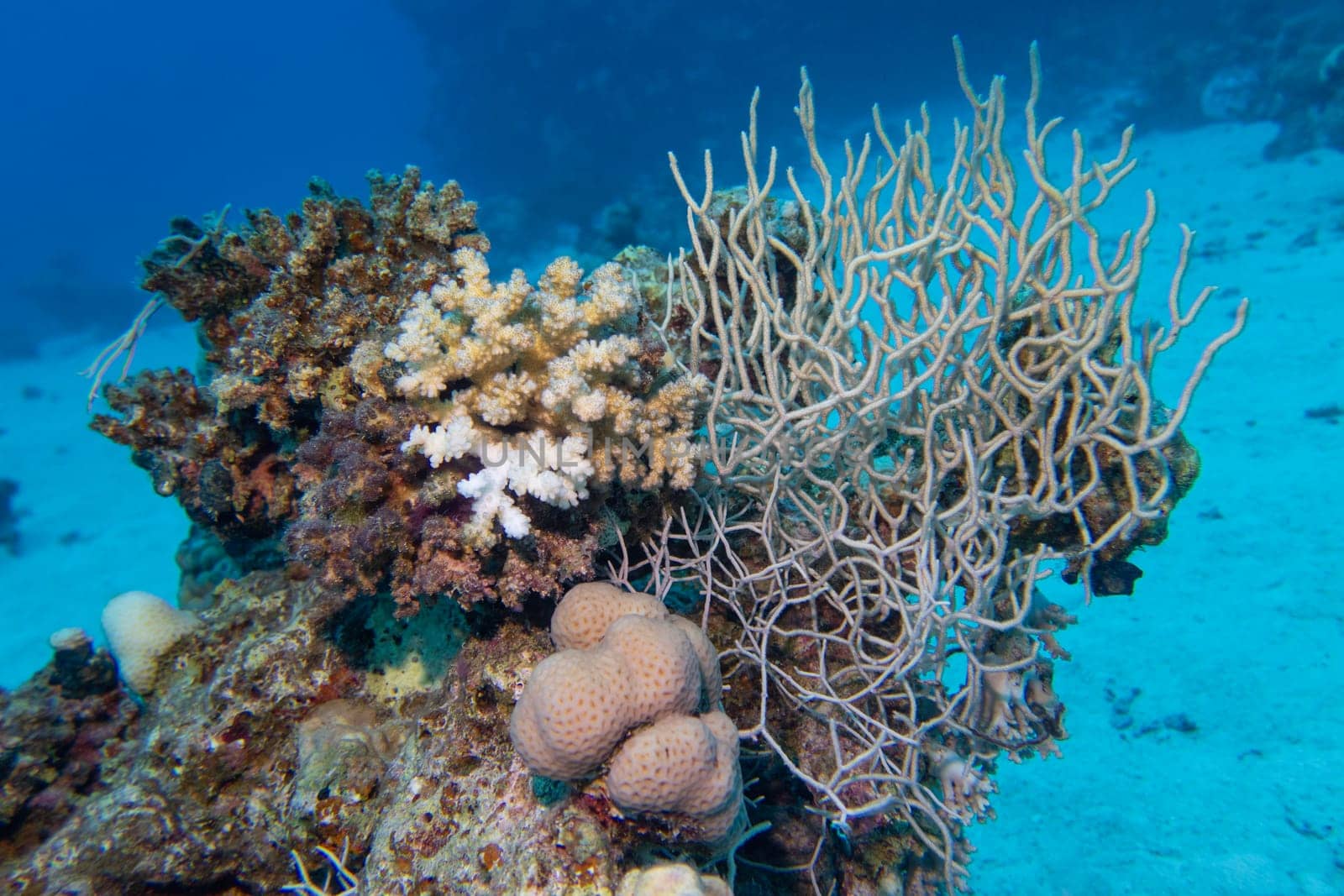 Colorful, picturesque coral reef at the bottom of tropical sea, hard corals, underwater landscape