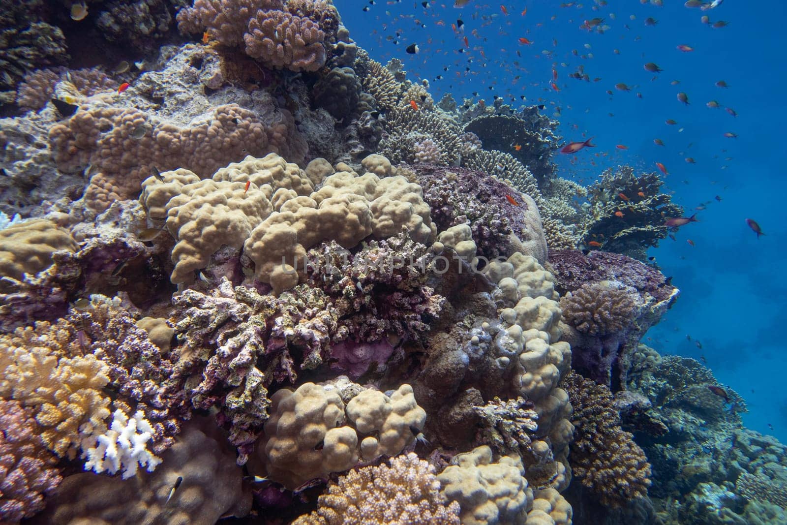 Colorful, picturesque coral reef at the bottom of tropical sea, hard corals and fishes Anthias, underwater landscape