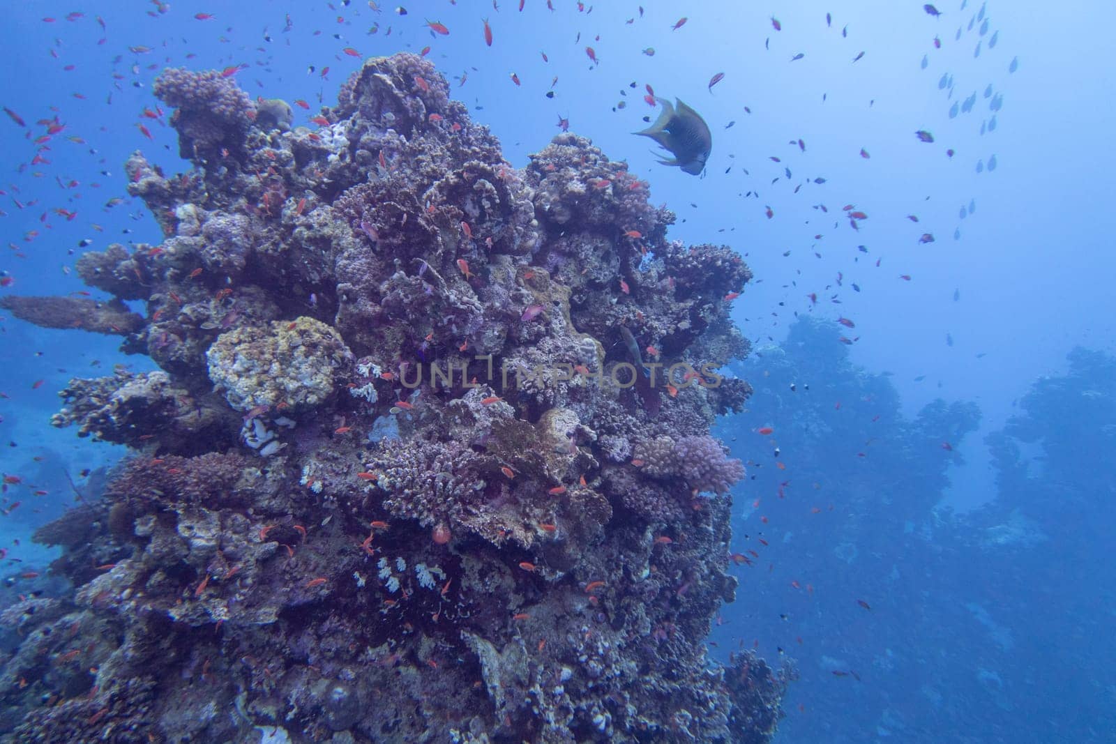 Colorful coral reef at the bottom of tropical sea, finger coral and fish anthias, underwater landscape