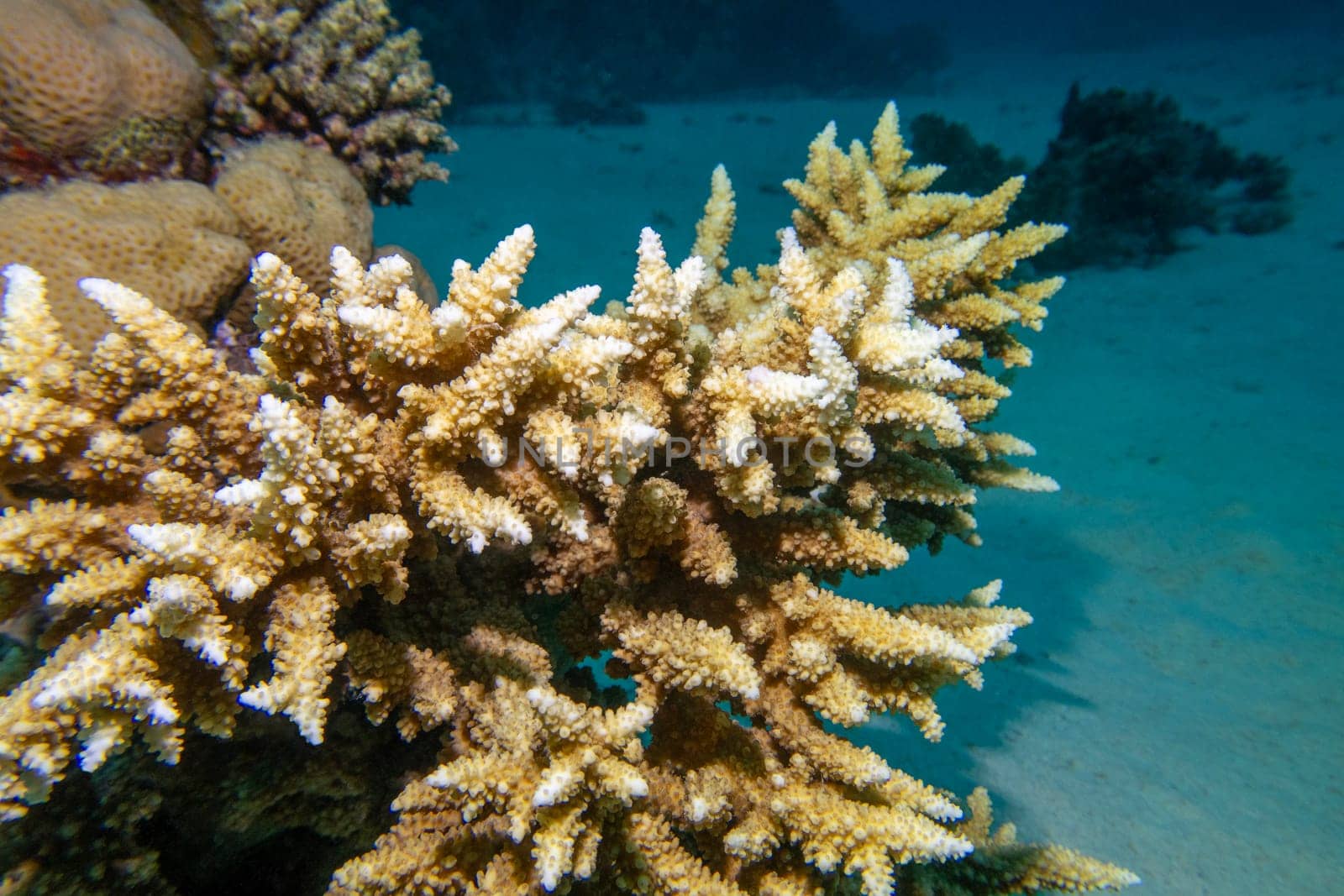 Coral reef with Acropora coral (Scleractinia) at sandy bottom of tropical sea, underwater lanscape