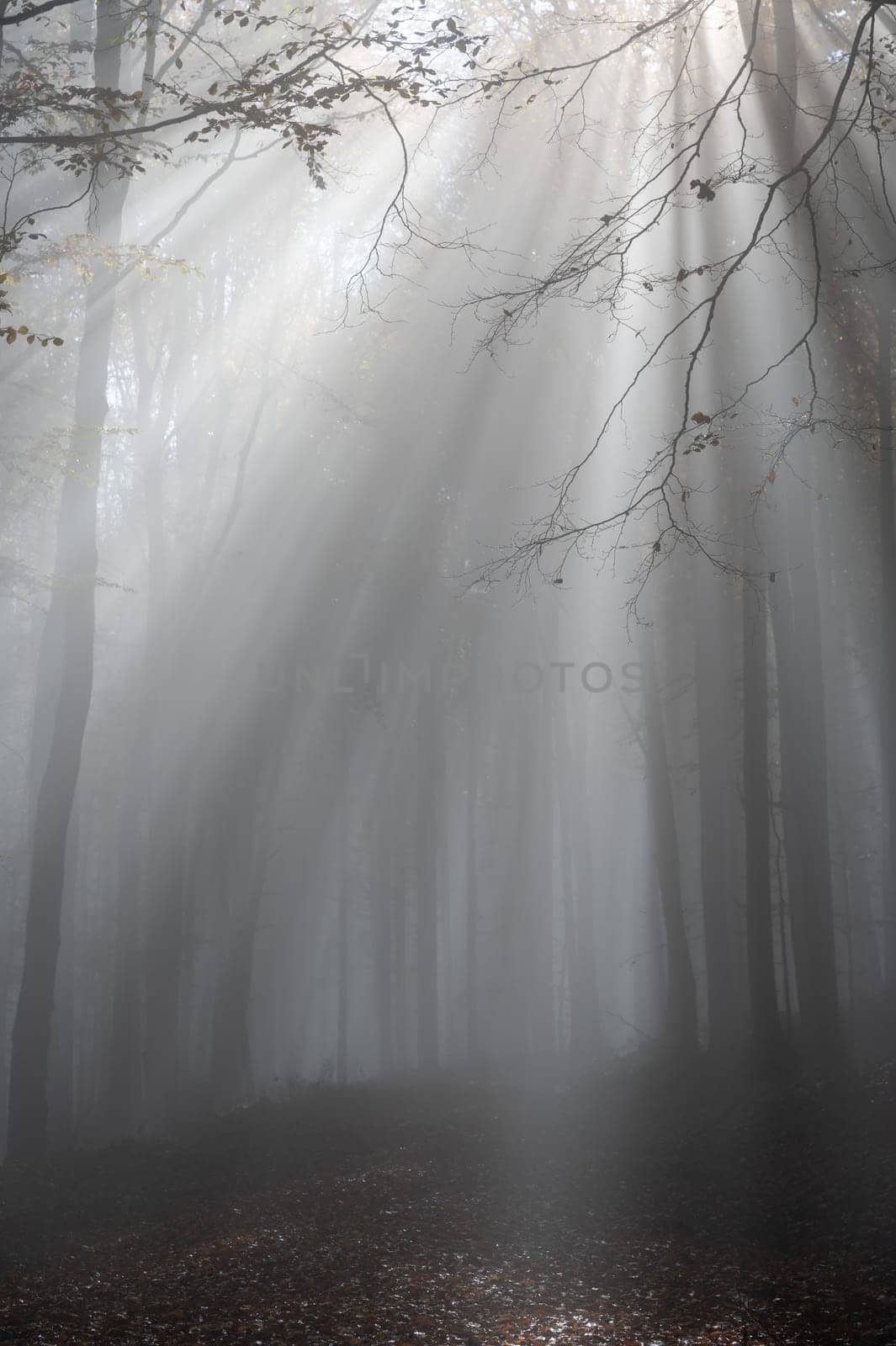 Sun shines in the morning fog in a forest in autumn
