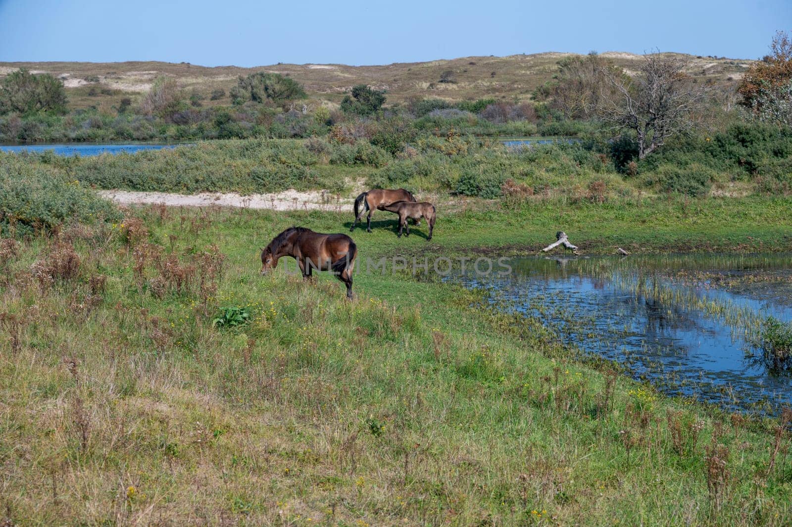 Konik wild horses and Exmoor ponies live in a dune landscape in a nature reserve, for a natural management of the dunes to curb the proliferation of the bushes, near Egmond aan Zee in the Netherlands