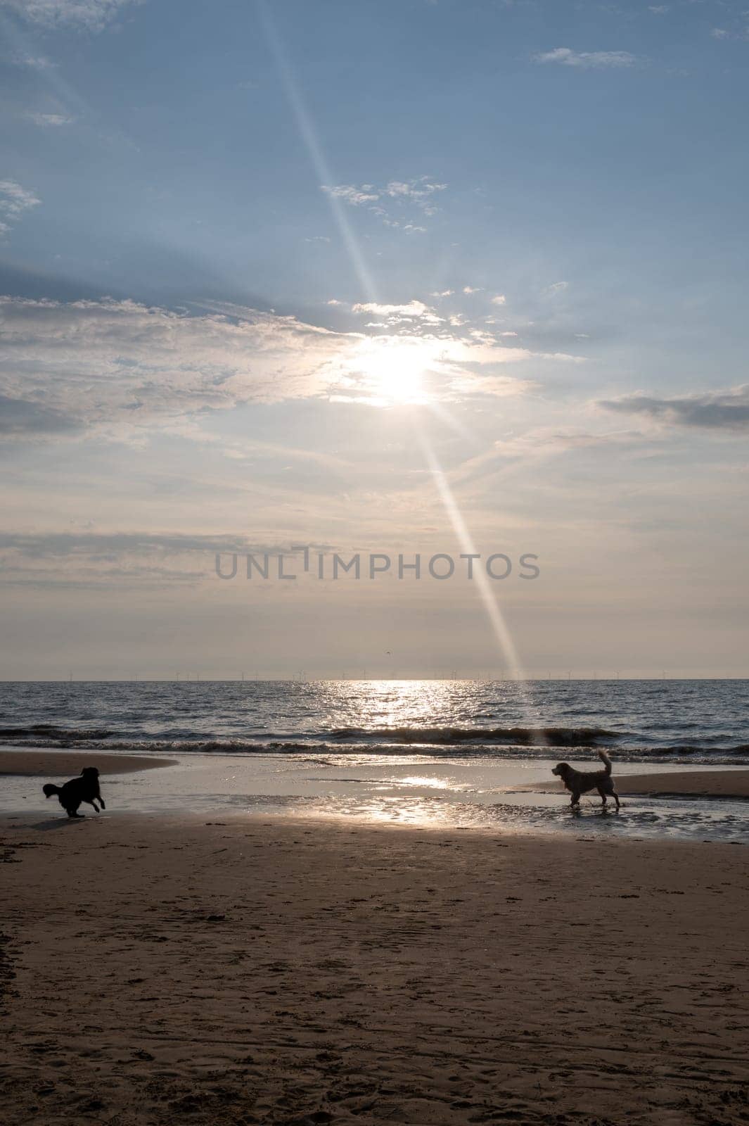 Two dogs are happy to jump around in front of the waves on the beach at sunset