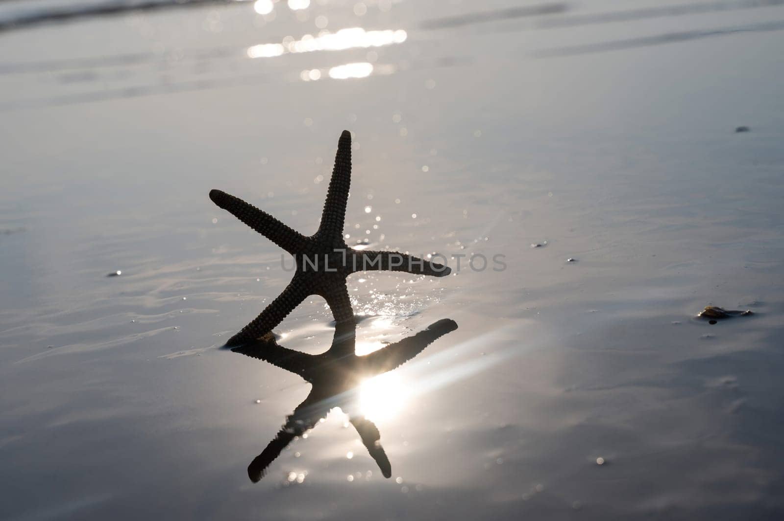 A starfish in the waves of the sea on a beach at sunset