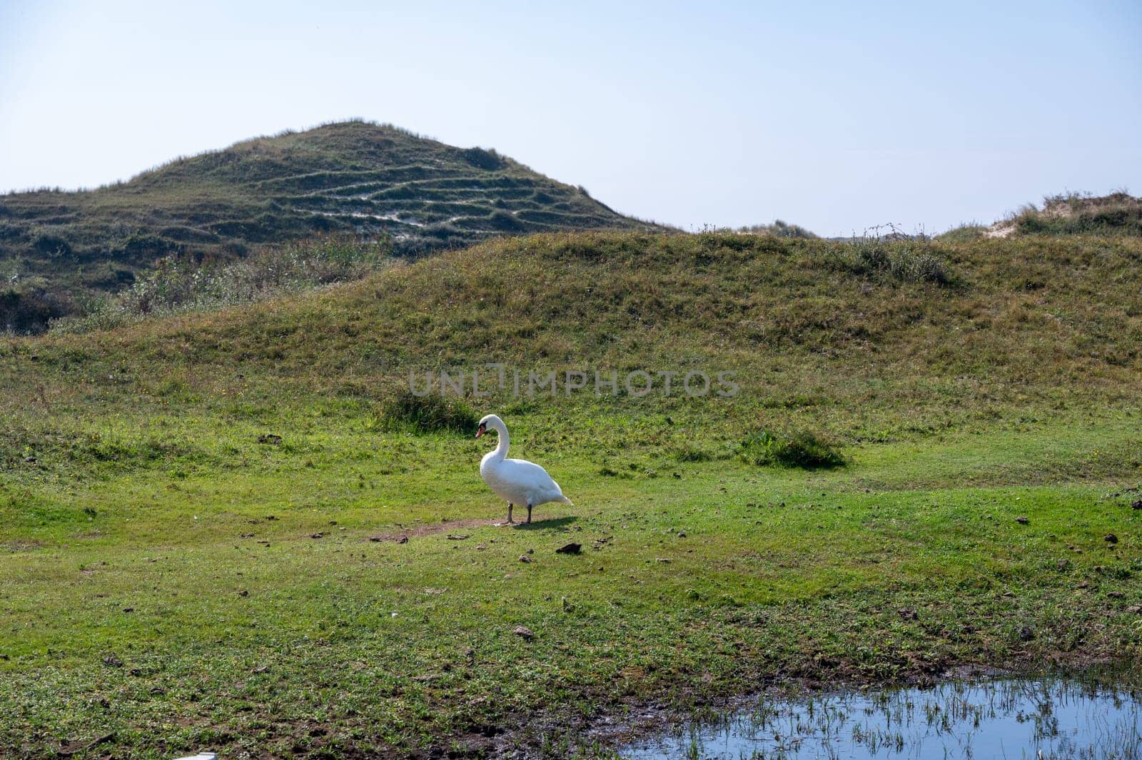 A white swan ( Cygnus ) stands in a dune landscape,  in a nature reserve near Egmond aan Zee in the Netherlands