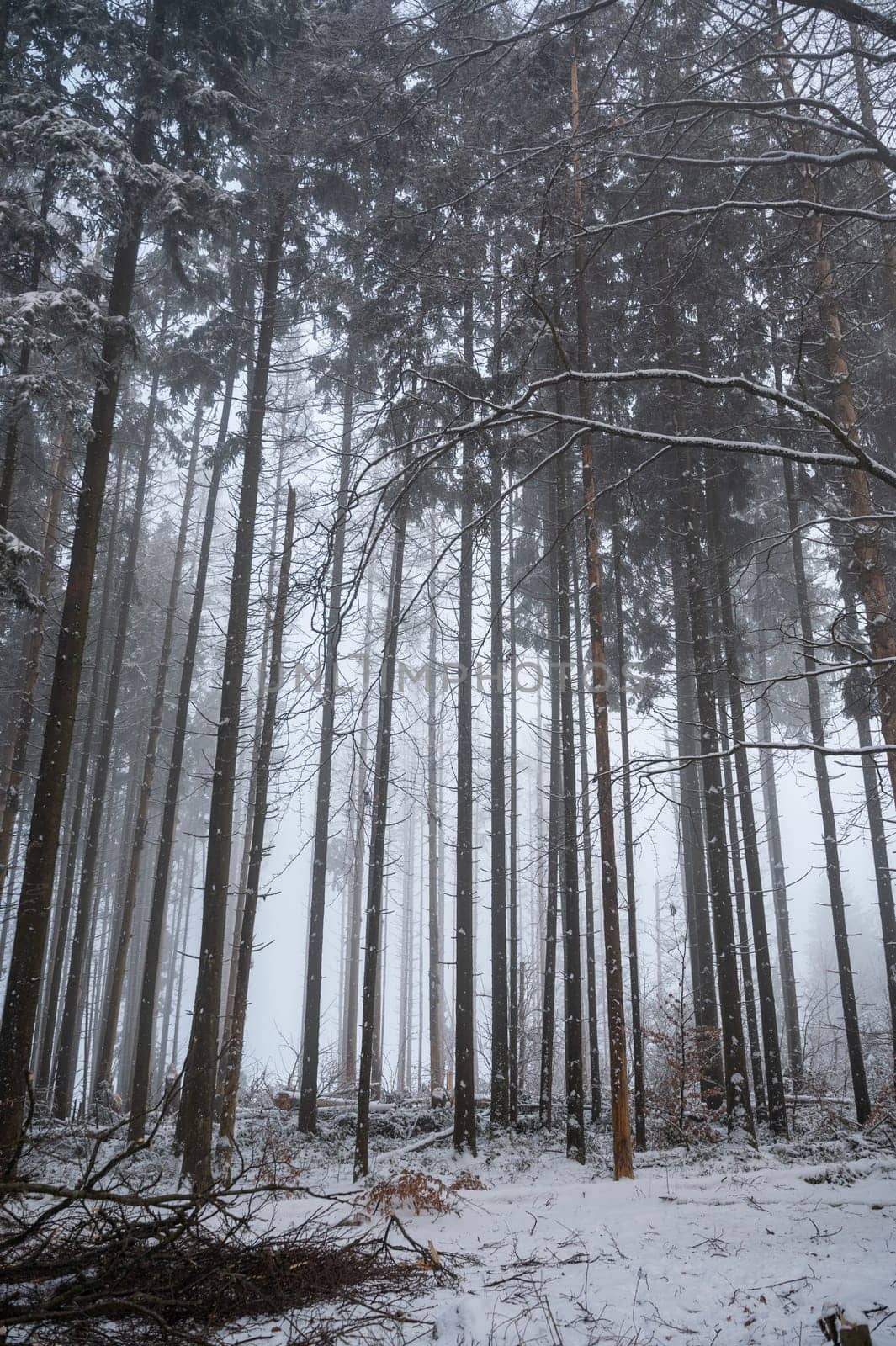 Trees in a forest in winter with snow and fog