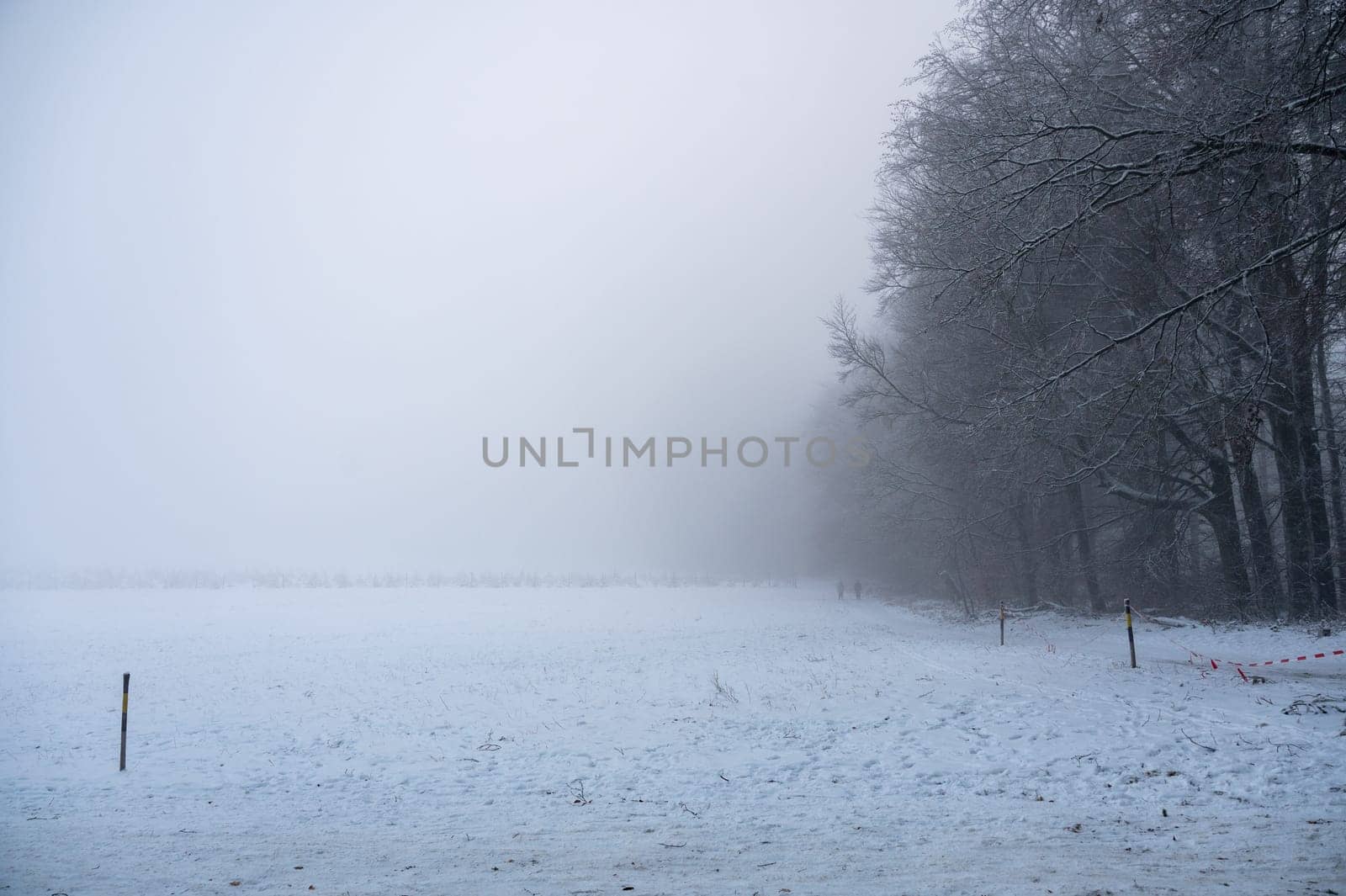 Winter with snow, trees at the edge of the forest and fog