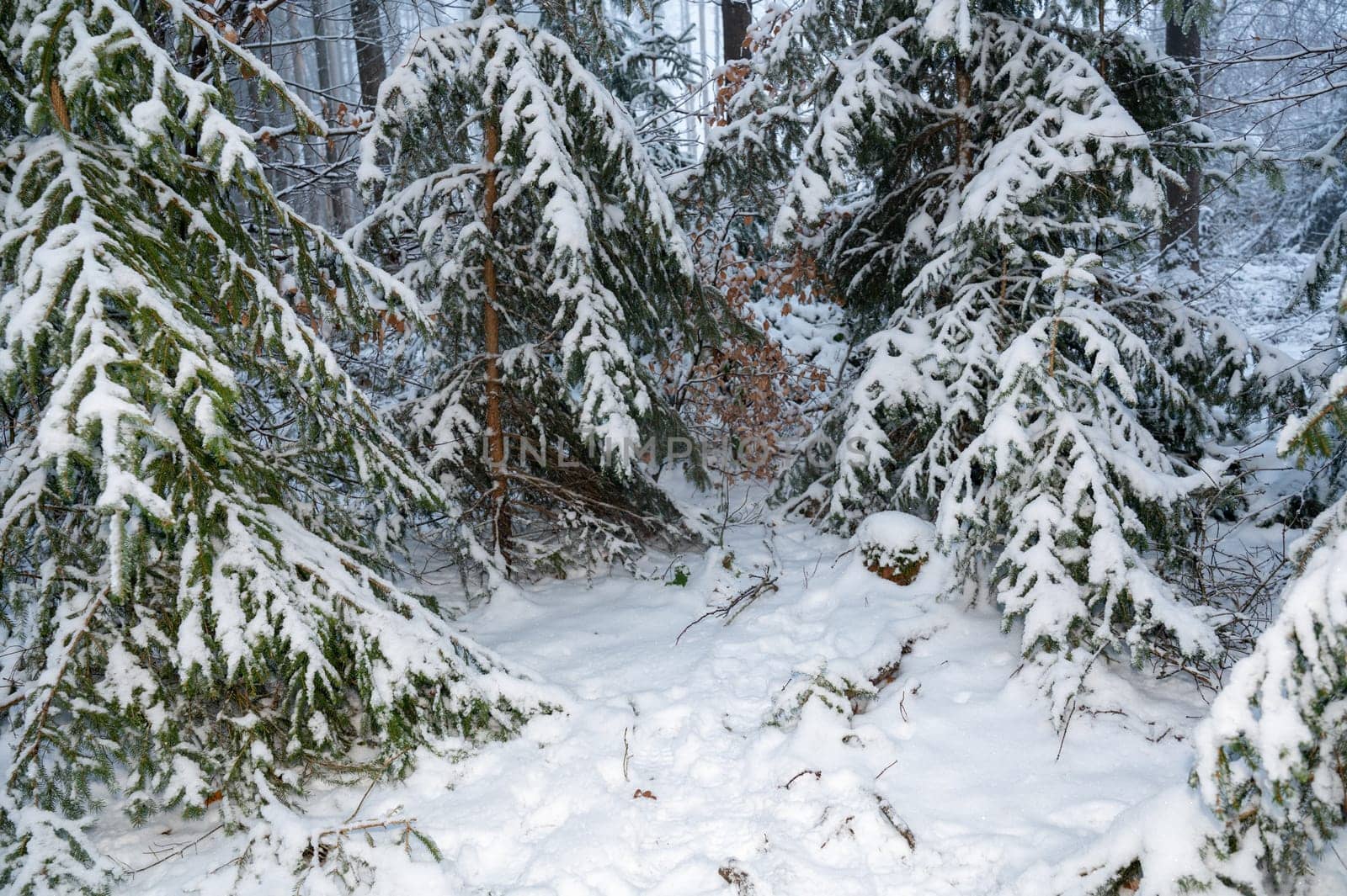 Conifer trees in a forest with lots of snow