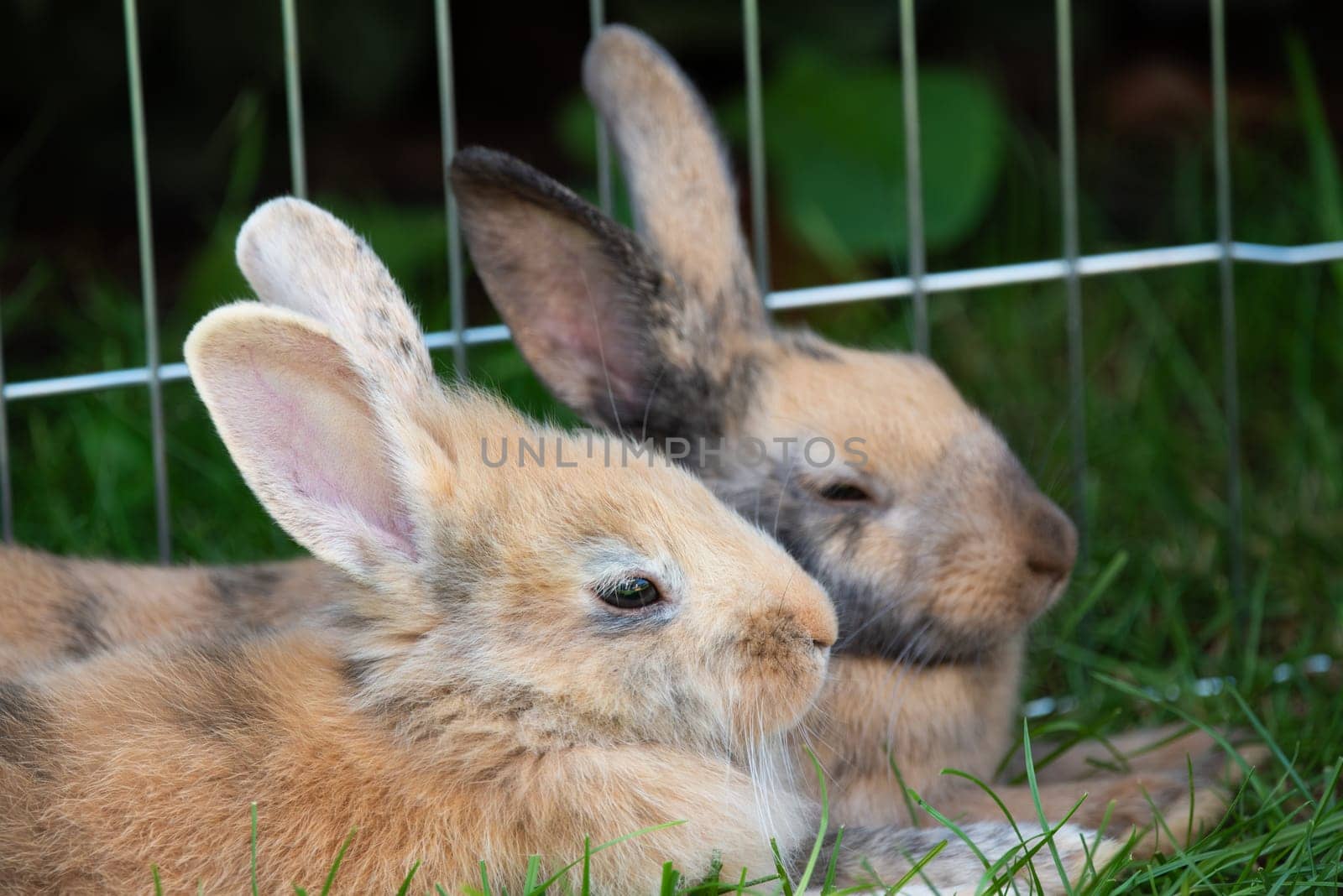 Two rabbits lie on the grass. Surrounded by green grass in a natural setting, capturing a relaxed moment.