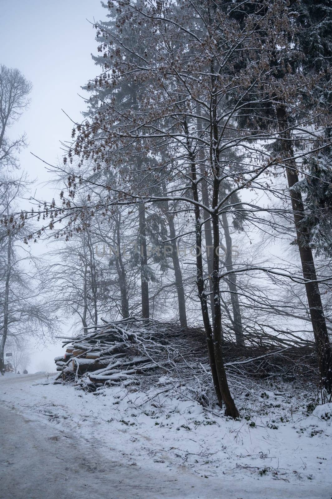 Trees in a forest in winter with snow and fog