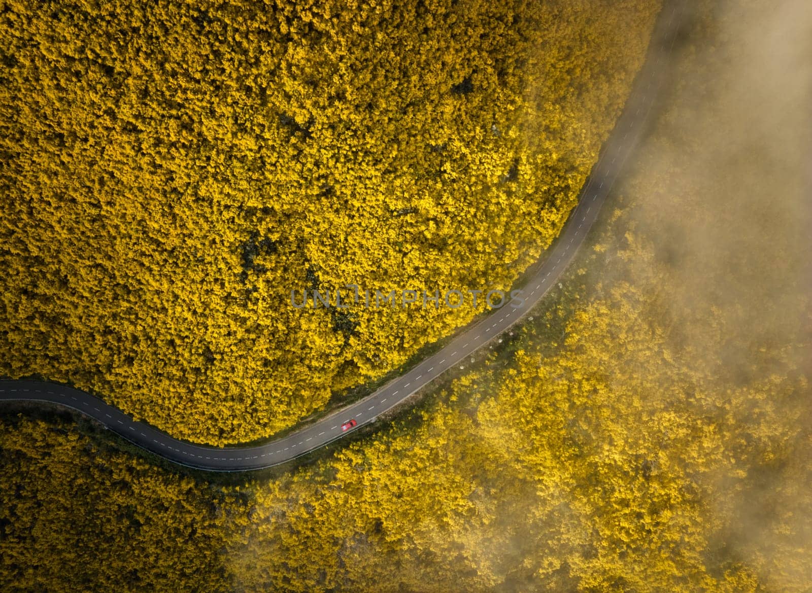 Aerial view of road with red car among yellow Cytisus blooming shrubs near Pico do Arieiro, Portugal
