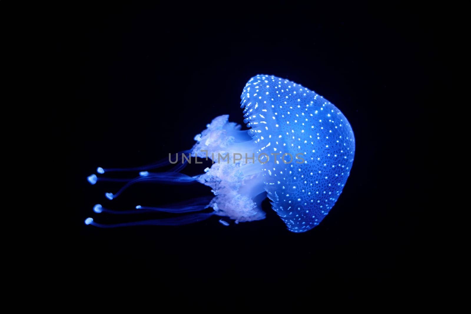 Bioluminescent Jellyfish Phyllorhiza punctata white-spotted jellyfish aka floating bell, Australian spotted jellyfish luminescent underwater