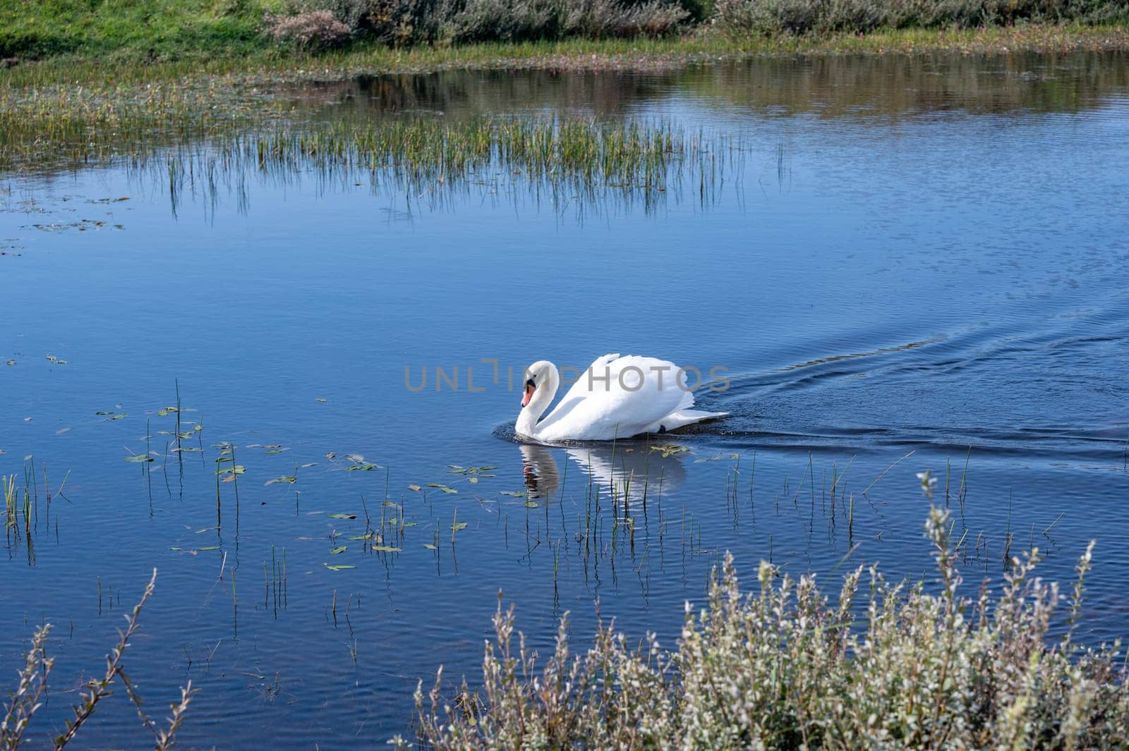 A white swan ( Cygnus ) swims in the water of a small lake in a dune landscape in a nature reserve near Egmond aan Zee in the Netherlands