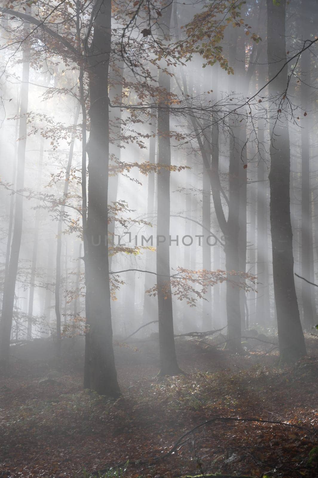 Sun shines in the morning fog in a forest in autumn