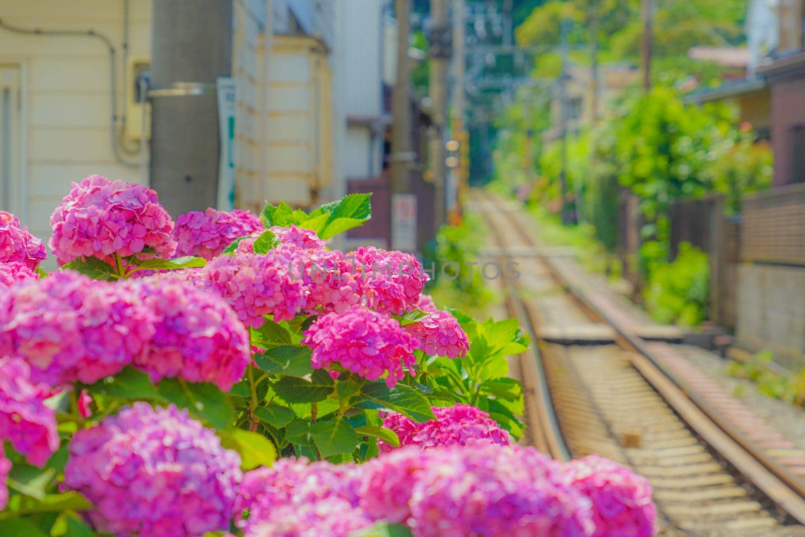 Hydrangea and Enoden of line. Shooting Location: Kamakura, Kanagawa Prefecture