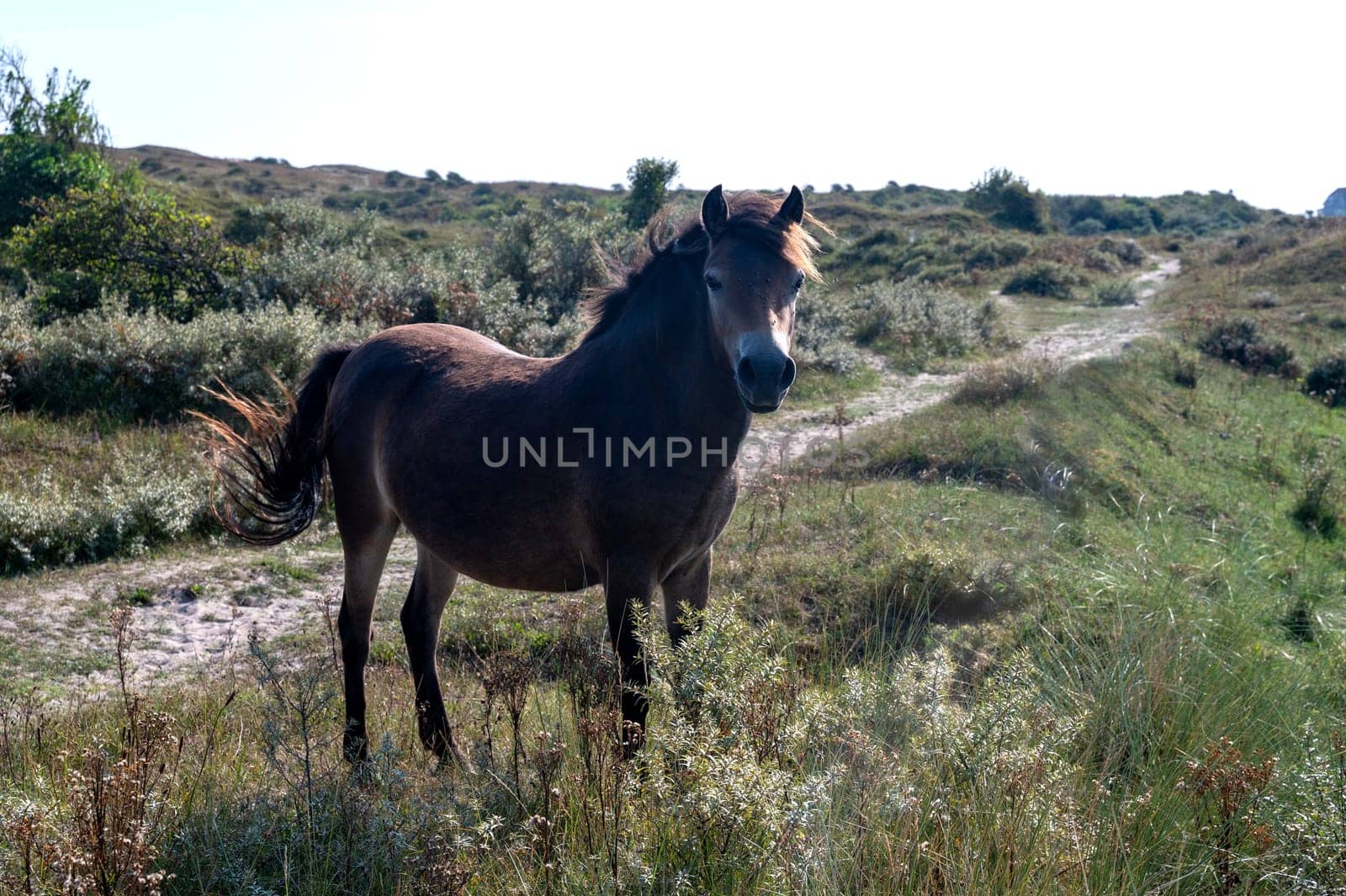 Konik wild horses and Exmoor ponies live in a dune landscape in a nature reserve, for natural management of the dunes to curb the growth of shrubs, near Egmond aan Zee in the Netherlands