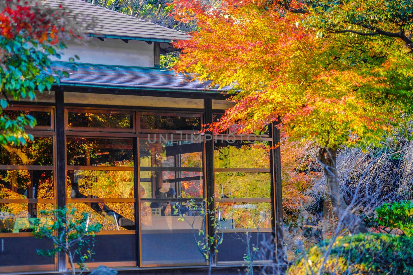 Colorful autumn leaves and Japan Housing. Shooting Location: Tokyo metropolitan area