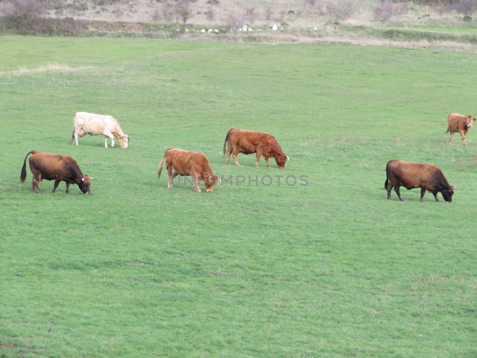 beautiful cows grazing in the meadow animals milk calves natural meat