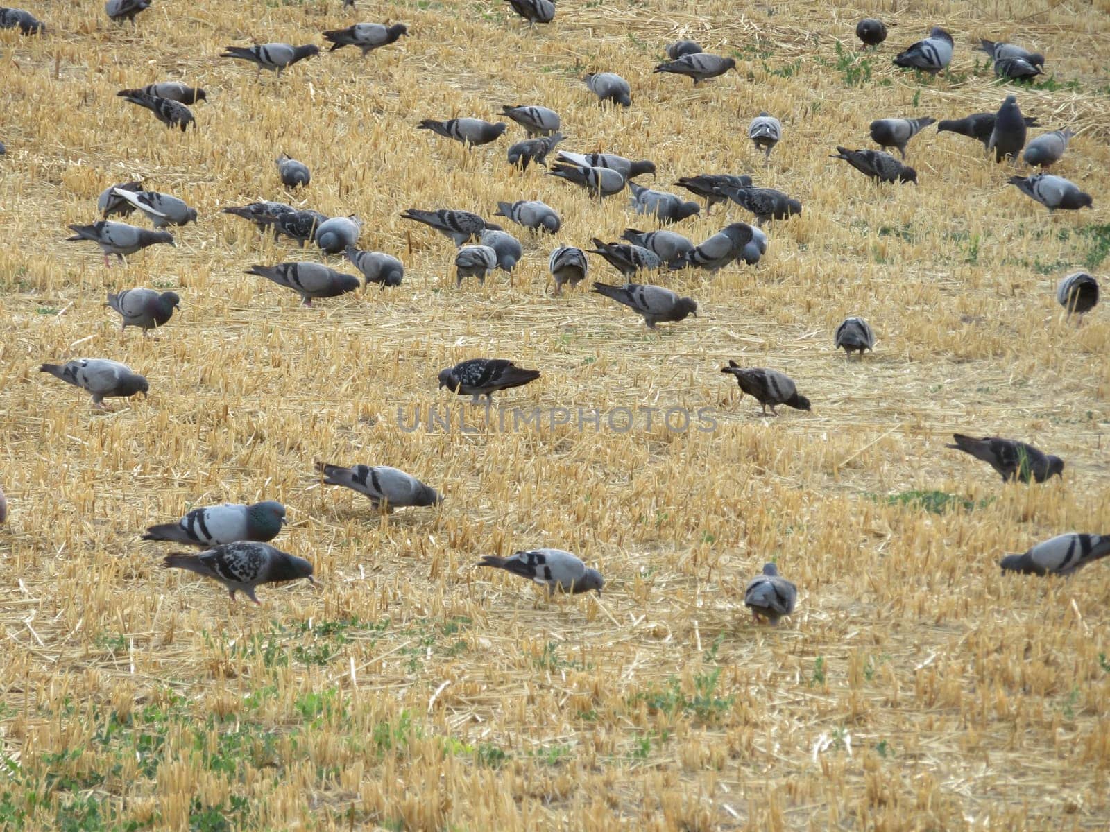 pigeons feathers food hunting natural animal urban beak