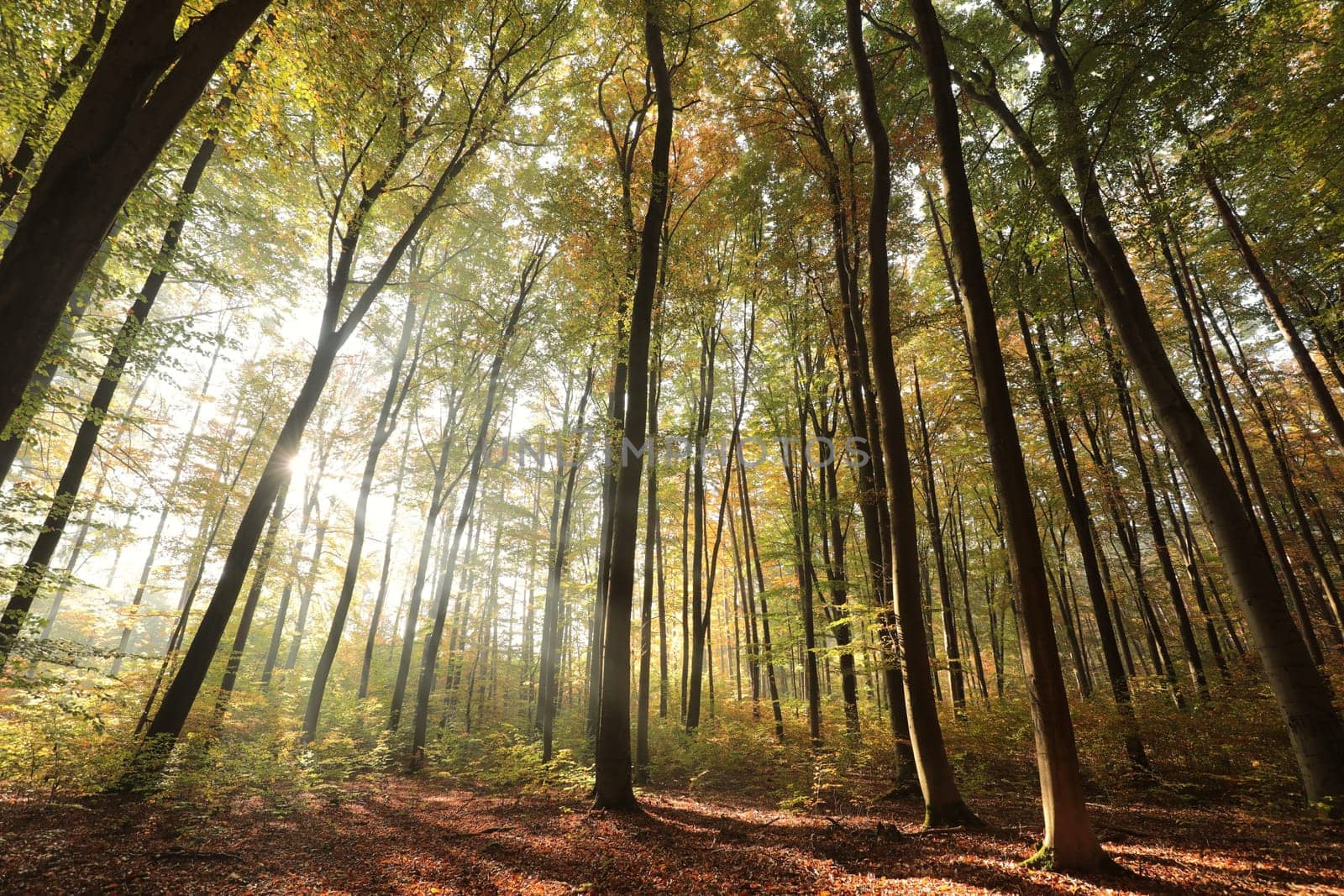 Autumn beech forest during sunrise. October, Poland
