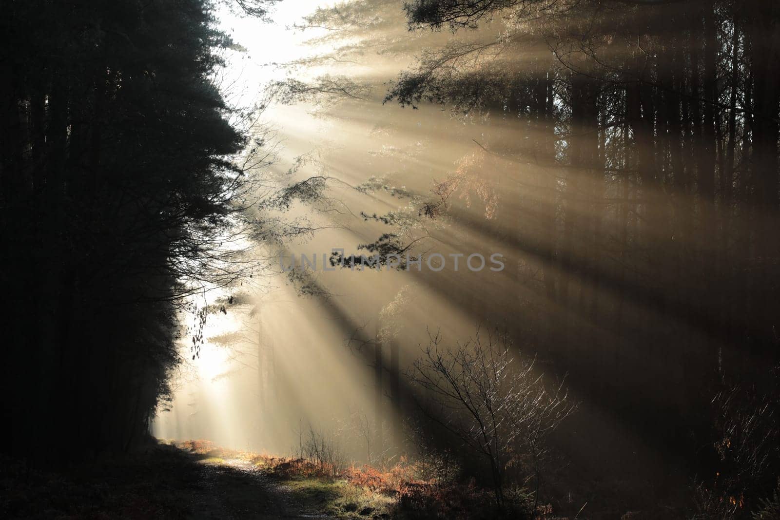 Path through the autumn coniferous forest during sunrise