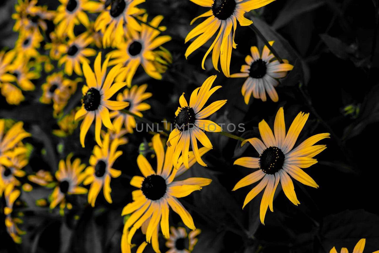 Beautiful yellow flower. Shooting Location: Hokkaido Biei-cho