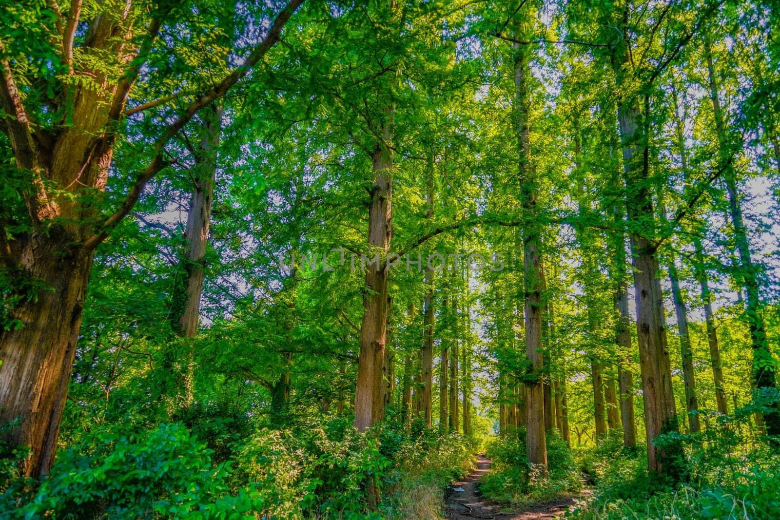 New green of Mizumoto Park. Shooting Location: Katsushika-ku, Tokyo
