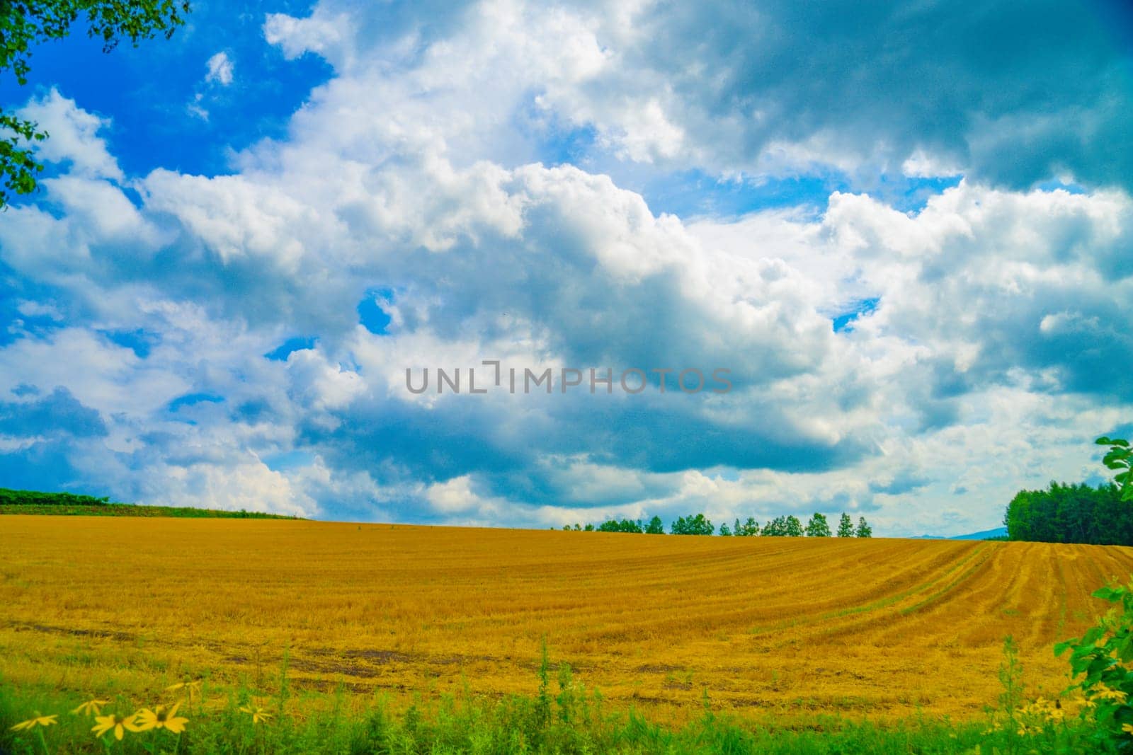 Hokkaido meadow image. Shooting Location: Hokkaido Biei-cho