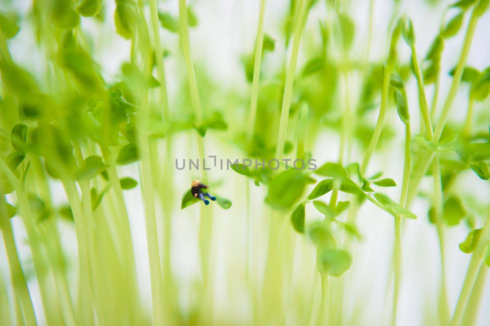 Small person sitting in tree leaves. Shooting Location: Yokohama City Tsurumi Ward