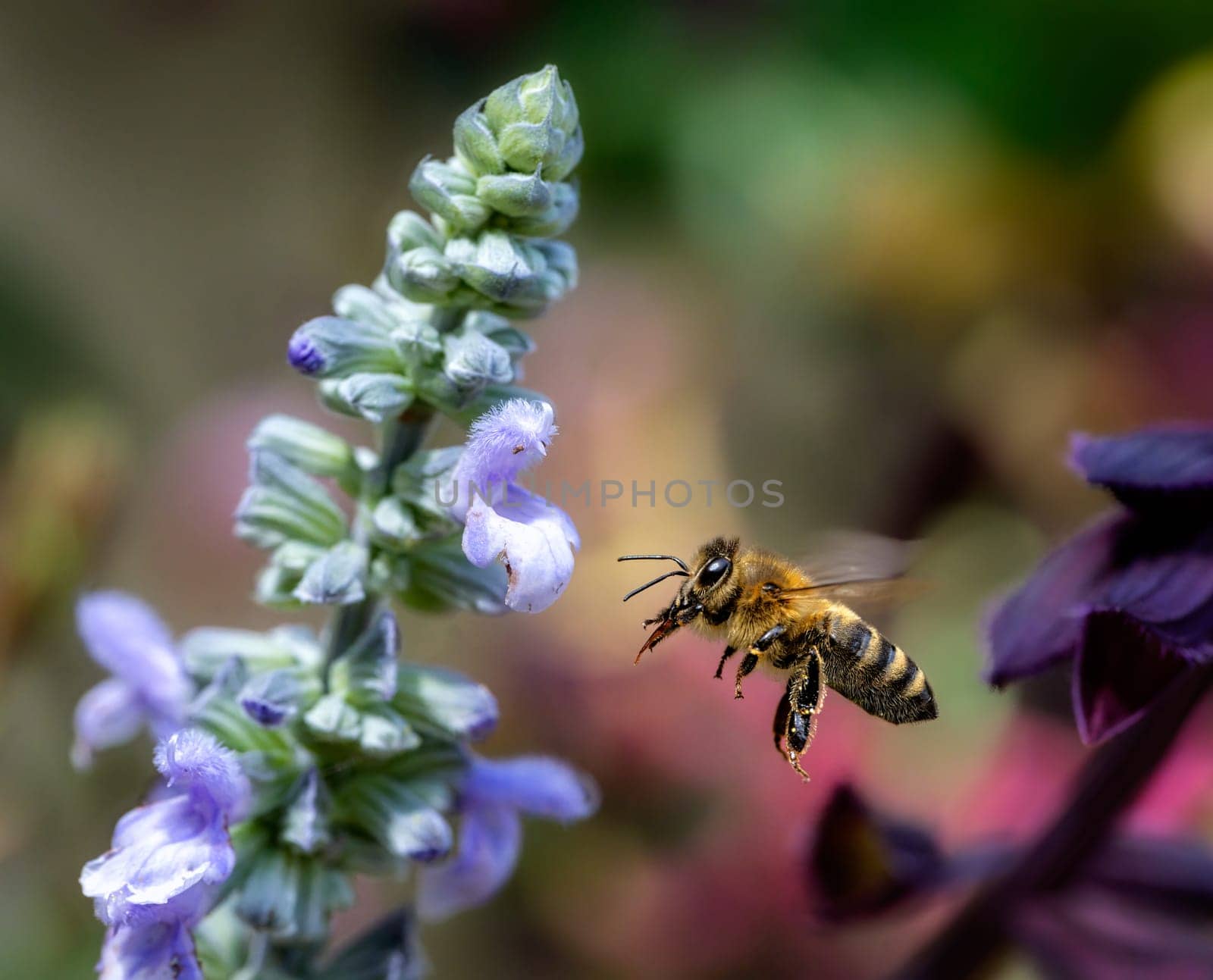 Macro of a bee flying to a purple sage flower