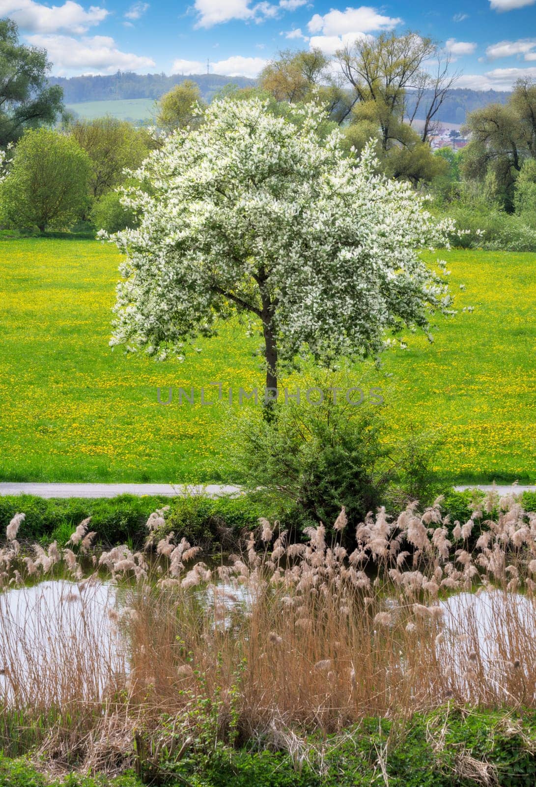 Spring scenic with a flowering tree seen in Bavaria