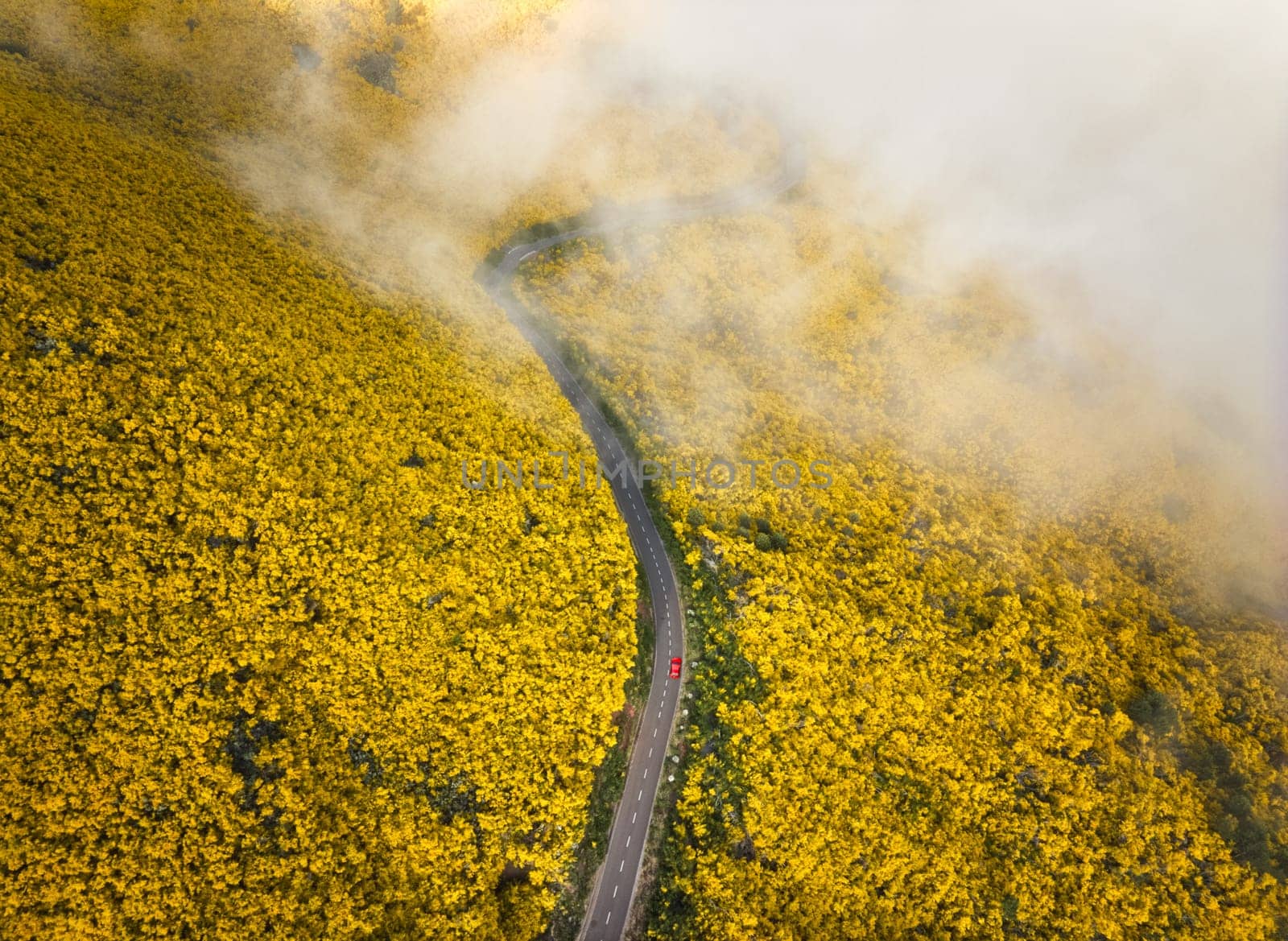 Aerial view of road with red car among yellow Cytisus blooming shrubs near Pico do Arieiro, Portugal