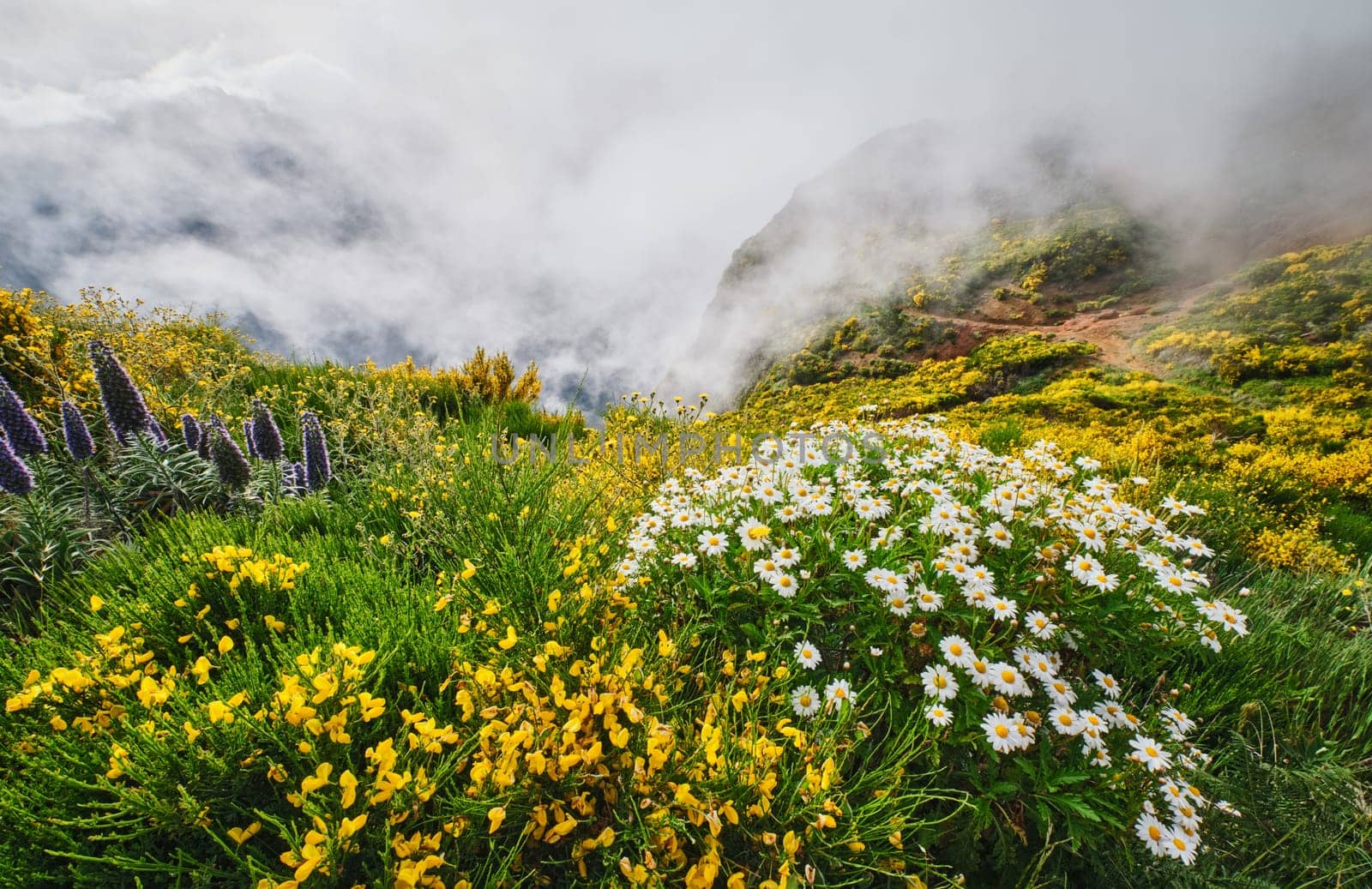 Madeira landscape with daisy and Pride of madeira flowers and blooming Cytisus shrubs and mountains in clouds. Miradouros do Paredao, Madeira island, Portugal