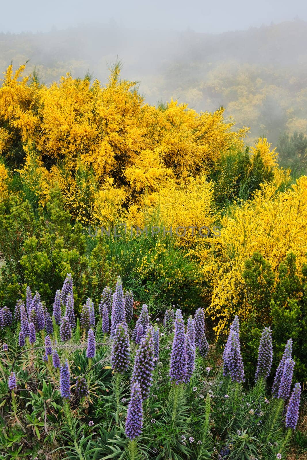 Madeira landscape with Pride of Madeira flowers and blooming Cytisus shrubs and mountains in clouds. Miradouros do Paredao, Madeira island, Portugal