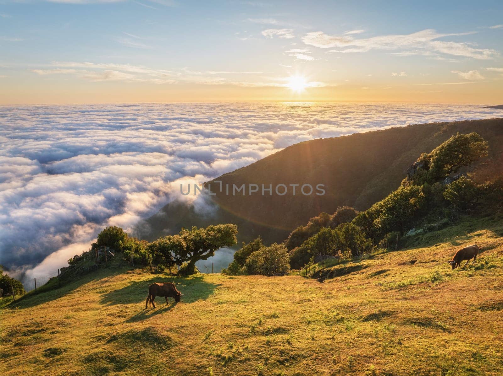 Aerial view of sunrise above clouds and green hills with cows grazing at Fanal mountain, Madeira island, Portugal