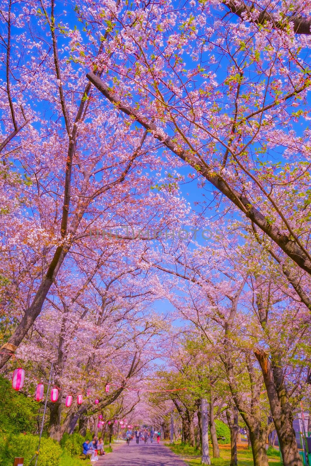 Cherry blossoms at Tatsumi no Mori Green Road Park. Shooting Location: Koto Ward, Tokyo