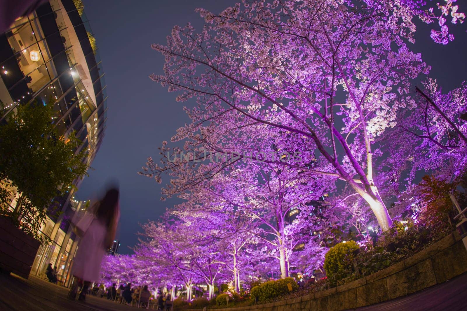Contrast between cherry blossoms and buildings at night. Shooting Location: Minato Ward, Tokyo