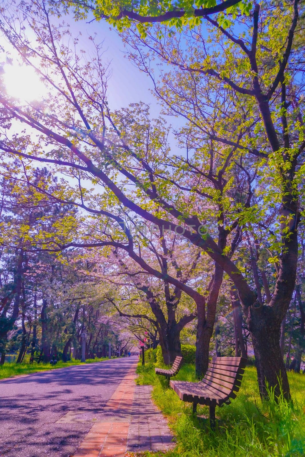 Cherry blossoms at Tatsumi no Mori Green Road Park. Shooting Location: Koto Ward, Tokyo