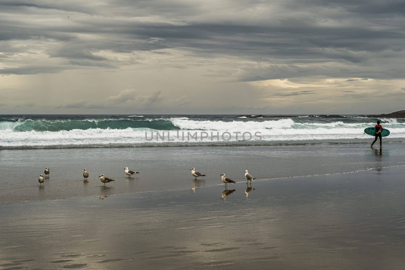 A small flock of seagulls seem indifferent to the passage of a surfer woman. The soft light of the approaching sunset is reflected on the shoreline of Praia de Salseiras, a beautiful beach along the Costa da Morte in Galicia, Spain.