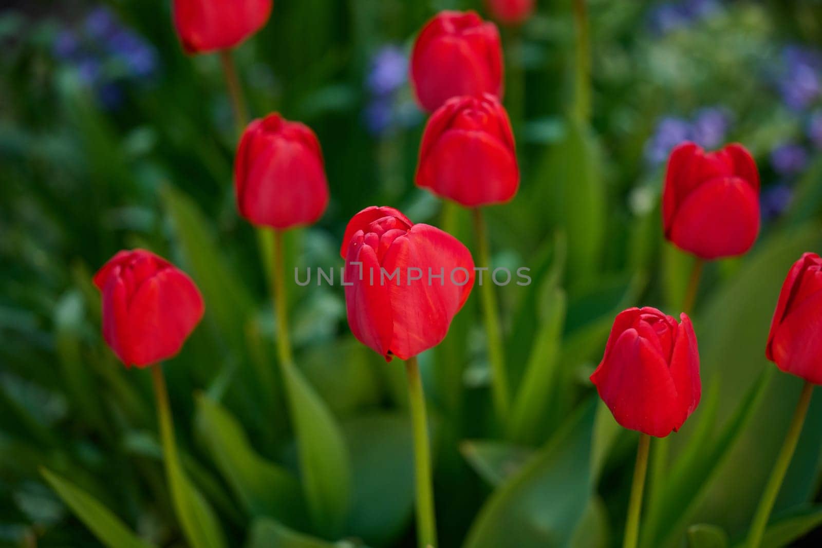 Blooming red tulips in the garden on a spring sunny day