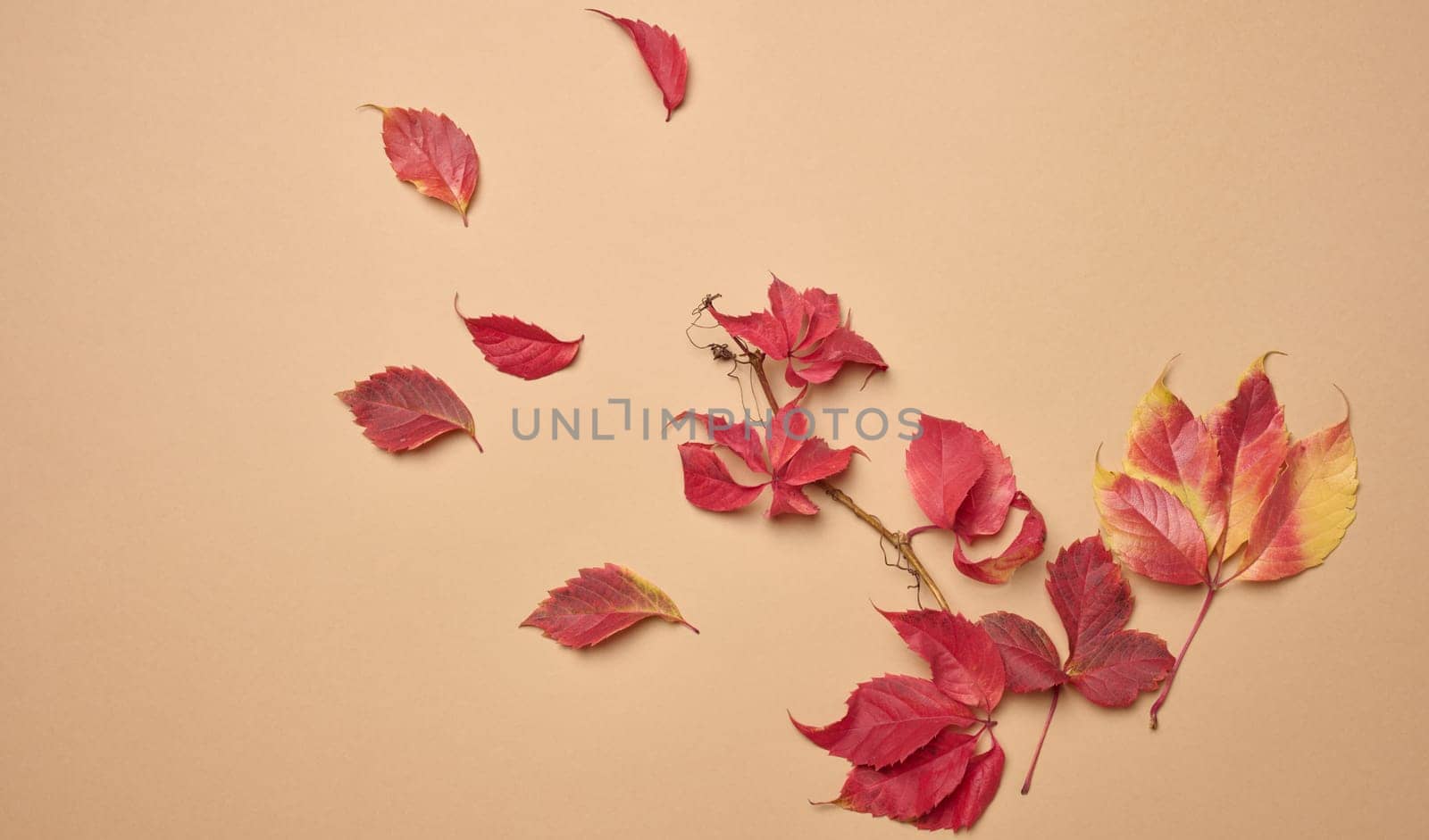 Red leaf of Parthenocissus quinquefolia bush on beige background, top view