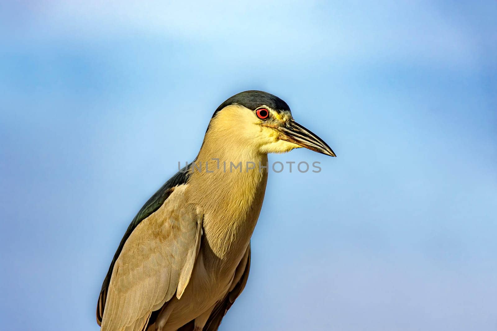 Water bird perched with the sky in the background in Barra da Tijuca in Rio de Janeiro